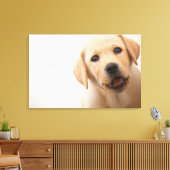 Golden Labrador Puppy Leinwanddruck (Insitu (Wohnzimmer))