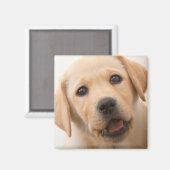 Golden Labrador Puppy Magnet (Vorderseite/Rückseite)