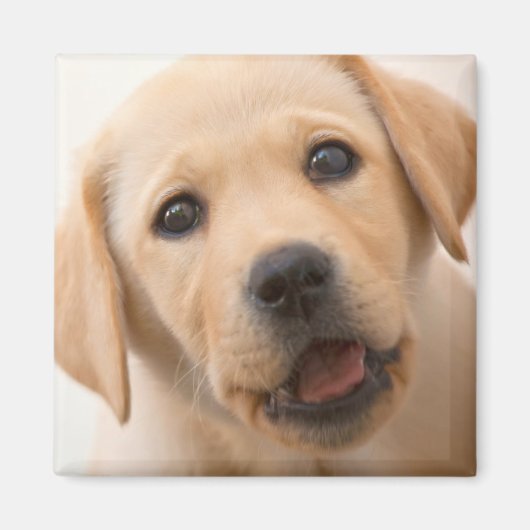Golden Labrador Puppy Magnet (Vorne)