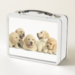 Golden Labrador Puppy Metall Brotdose