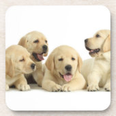 Golden Labrador Puppy Pile Getränkeuntersetzer (Vorderseite)