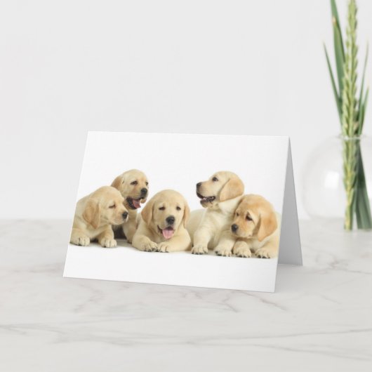 Golden Labrador Puppy Pile Karte (Vorderseite)