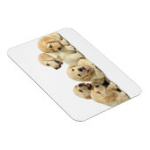 Golden Labrador Puppy Pile Magnet (Rechte Seite)