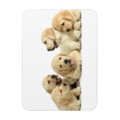 Golden Labrador Puppy Pile Magnet (Vertikal)