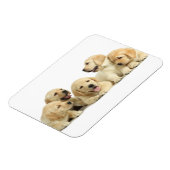 Golden Labrador Puppy Pile Magnet (Linke Seite)