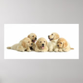 Golden Labrador Puppy Pile Poster (Vorne)