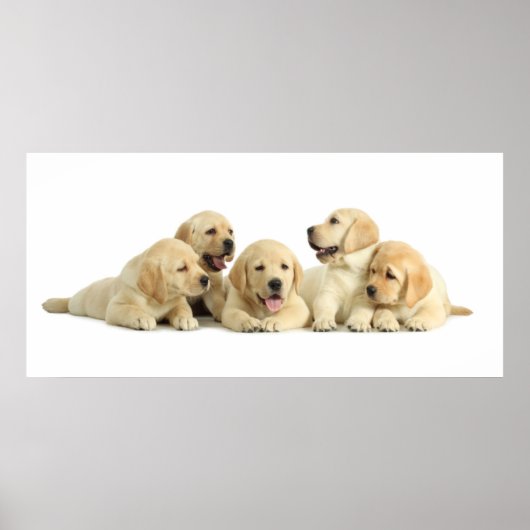 Golden Labrador Puppy Pile Poster (Vorne)