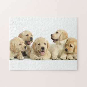 Golden Labrador Puppy Puzzle