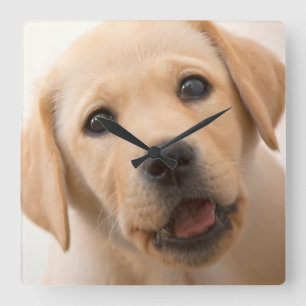 Golden Labrador Puppy Quadratische Wanduhr