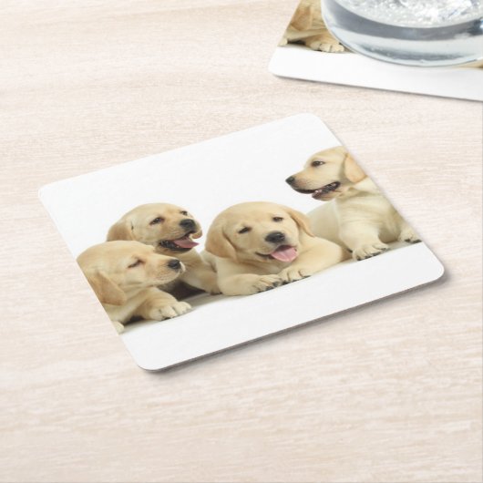 Golden Labrador Puppy Rechteckiger Pappuntersetzer (angewinkelt)