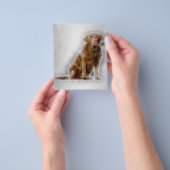 Golden Labrador Retriever 8 Jahre alt Flyer (Gruppe)