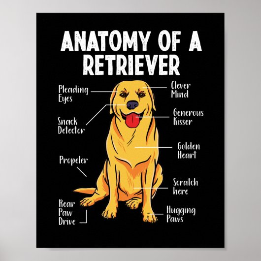 Golden Labrador Retriever Anatomie eines Retriever Poster (Vorne)