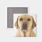 Golden Labrador Retriever (Canis familiaris). Magnet (Vorderseite/Rückseite)