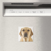 Golden Labrador Retriever (Canis familiaris). Magnet (In Situ (Geschirrspüler))