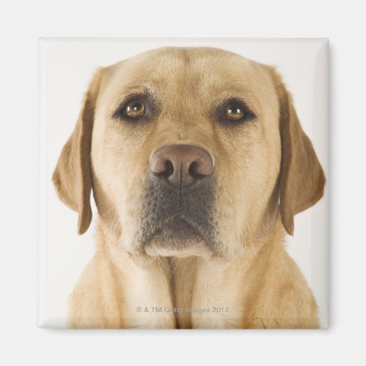 Golden Labrador Retriever (Canis familiaris). Magnet (Vorne)