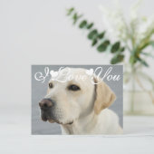 Golden Labrador Retriever Foto Image I Liebe You Postkarte (Stehend Vorderseite)