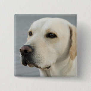 Golden Labrador Retriever Fotografie Button