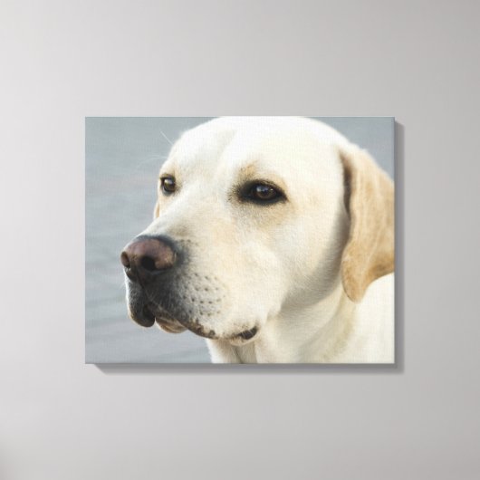 Golden Labrador Retriever Fotografie Leinwanddruck (Vorderseite)