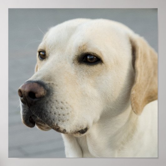 Golden Labrador Retriever Fotografie Poster (Vorne)