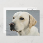Golden Labrador Retriever Fotografie Postkarte (Vorne/Hinten)