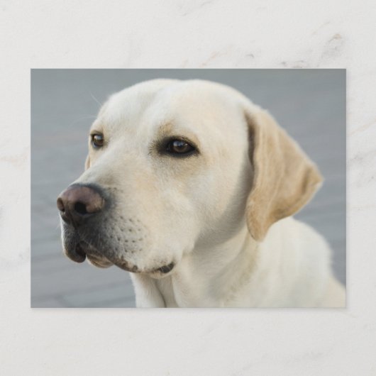 Golden Labrador Retriever Fotografie Postkarte (Vorderseite)