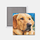 Golden Labrador Retriever Magnet (Vorderseite/Rückseite)