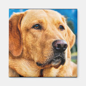 Golden Labrador Retriever Magnet (Vorne)