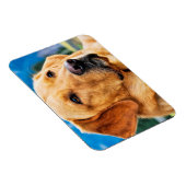 Golden Labrador Retriever Magnet (Rechte Seite)