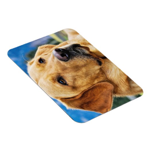 Golden Labrador Retriever Magnet (Rechte Seite)