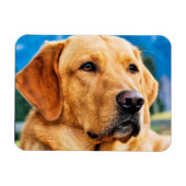 Golden Labrador Retriever Magnet (Horizontal)