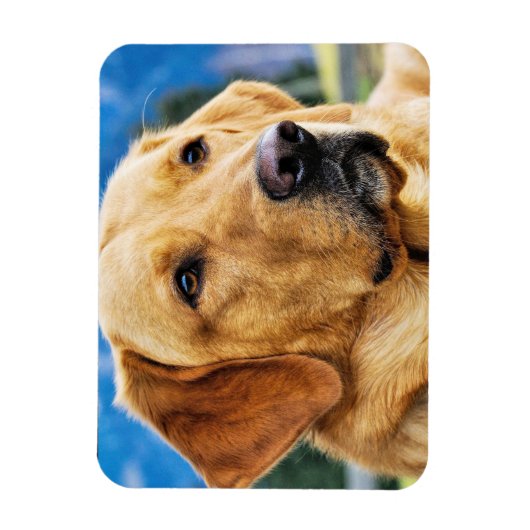 Golden Labrador Retriever Magnet (Vertikal)