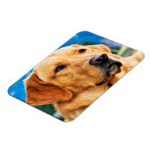 Golden Labrador Retriever Magnet (Linke Seite)