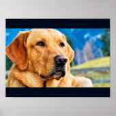 Golden Labrador Retriever Poster (Vorne)