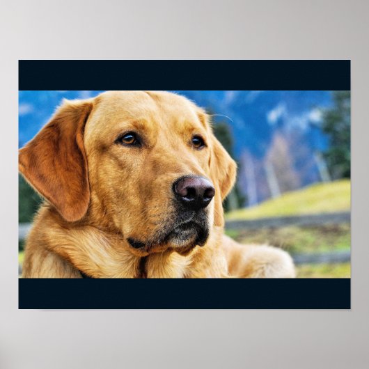 Golden Labrador Retriever Poster (Vorne)