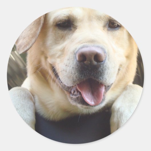 Golden Labrador Retriever Runder Aufkleber (Vorderseite)
