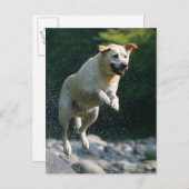 Golden Labrador Retriever springt in den Fluss Postkarte (Vorne/Hinten)