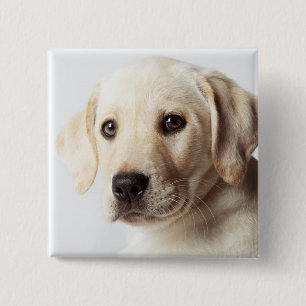 Golden Labrador Welpe Button