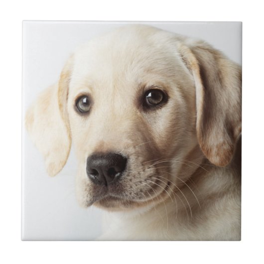 Golden Labrador Welpe Fliese (Vorderseite)