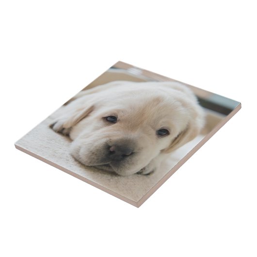 Golden Labrador Welpe Fliese (Seite)