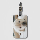 Golden Labrador Welpe Gepäckanhänger (Vorderseite Vertikal)