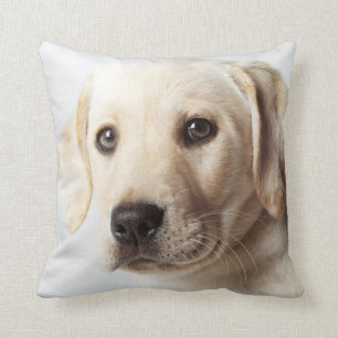 Golden Labrador Welpe Kissen