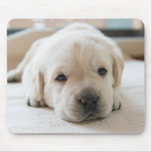 Golden Labrador Welpe Mousepad