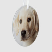 Golden Labrador Welpe Ornament (Vorderseite)