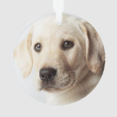 Golden Labrador Welpe Ornament (Rückseite)