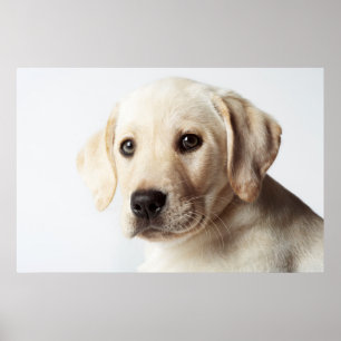 Golden Labrador Welpe Poster