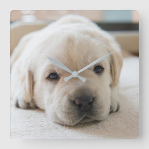 Golden Labrador Welpe Quadratische Wanduhr