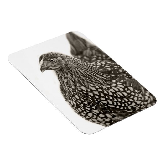 Golden Laced Wyandotte Chicken Magnet (Rechte Seite)