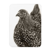 Golden Laced Wyandotte Chicken Magnet (Vertikal)