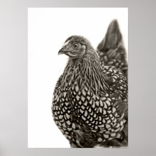 Golden Laced Wyandotte Chicken Poster