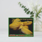 Golden Lancehead, die gefährlichste gefährdete Sch Postkarte (Stehend Vorderseite)